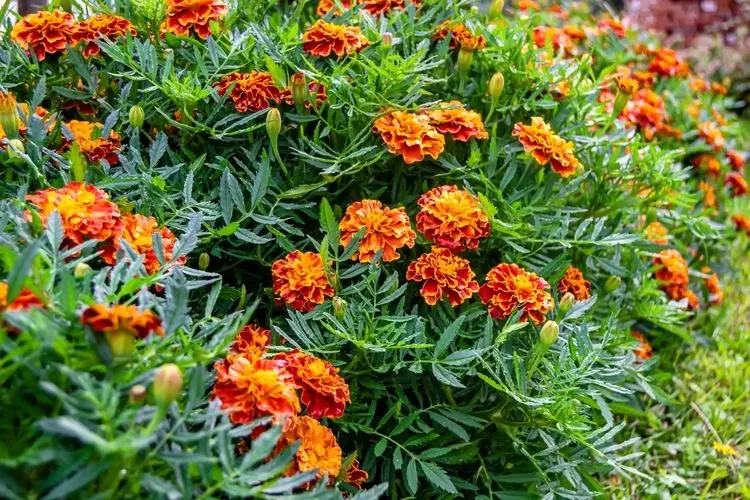 Blumen pflanzen im Herbst - Ringelblume (Calendula officinalis)