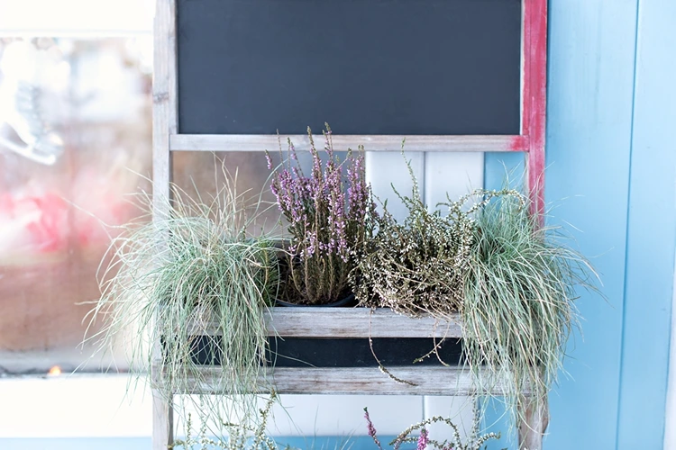 Blumenkasten gestalten mit Ziergräsern