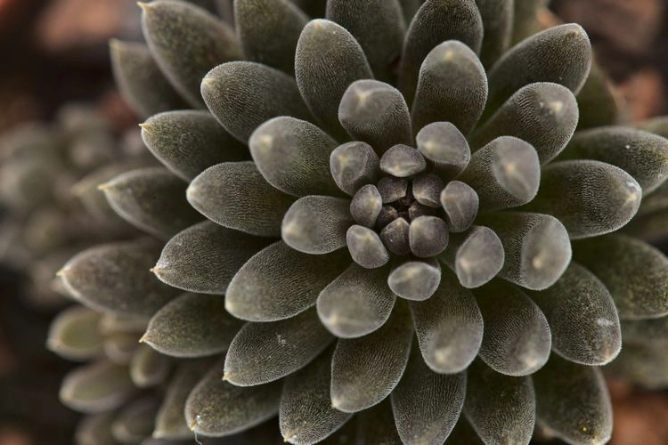 chinadickblatt (sinocrassula yunnanensis)