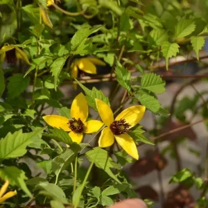 Clematis serratifolia 'Golden Tiara' gehört zur Schnittgruppe 3 und muss zurückgeschnitten werden