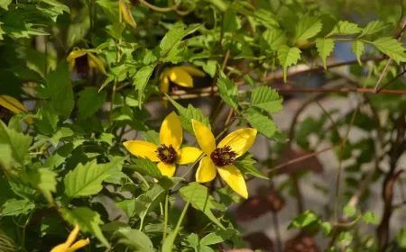 Clematis serratifolia 'Golden Tiara' gehört zur Schnittgruppe 3 und muss zurückgeschnitten werden