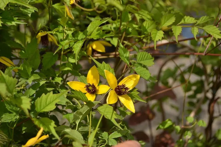 Clematis serratifolia 'Golden Tiara' gehört zur Schnittgruppe 3 und muss zurückgeschnitten werden