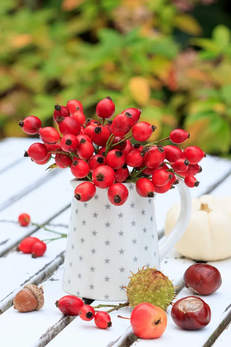 Deko für den Gartentisch im Herbst in Rot mit Hagebutten in einer Kanne