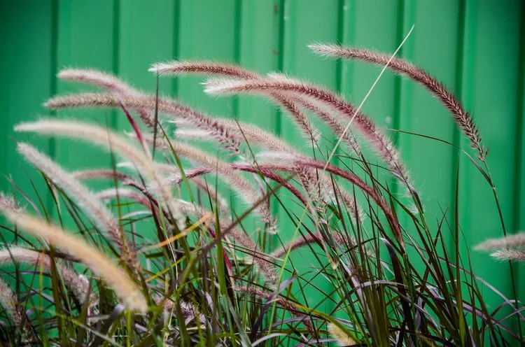 Die Blütenwedel des Ziergrases gibt es in unterschiedlichen Farben