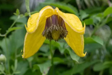 Die gelbe Waldrebe (Clematis serratifolia 'Golden Tiara') ist winterhart