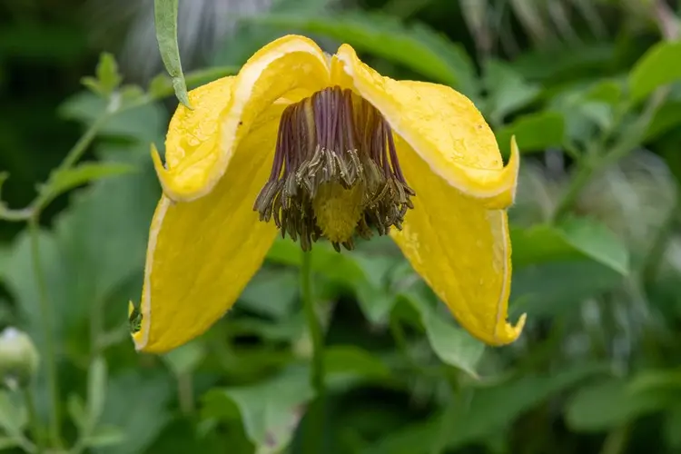 Die gelbe Waldrebe (Clematis serratifolia 'Golden Tiara') ist winterhart