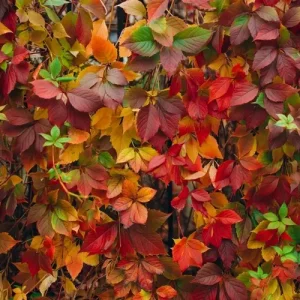 Die Jungfernrebe (Parthenocissus quinquefolia) erhält im Herbst eine intensive Rotfärbung