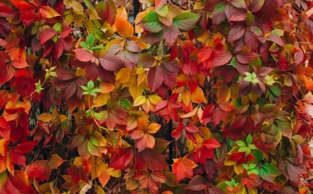 Die Jungfernrebe (Parthenocissus quinquefolia) erhält im Herbst eine intensive Rotfärbung