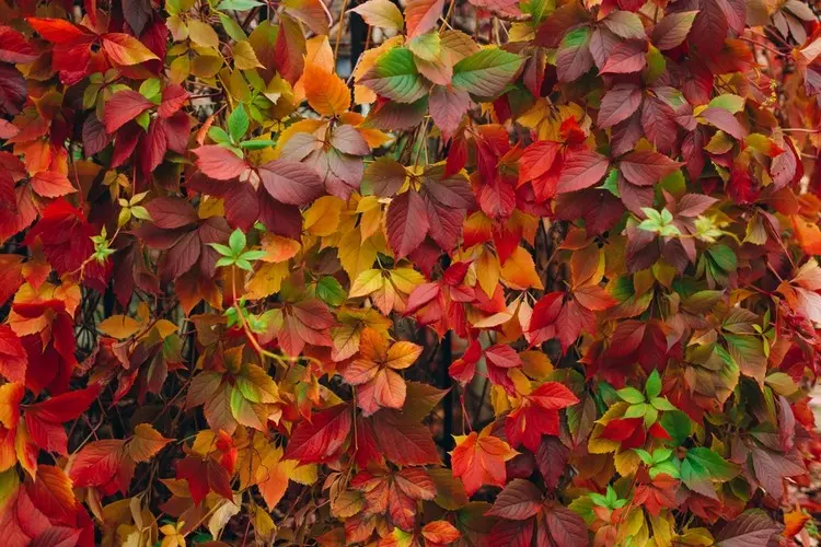 Die Jungfernrebe (Parthenocissus quinquefolia) erhält im Herbst eine intensive Rotfärbung