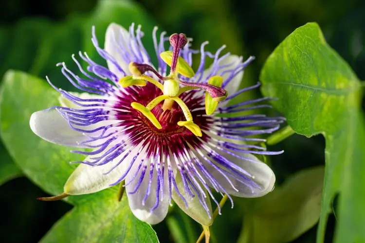 Die Passiflora beginnt im Sommer zu blühen, was bis Oktober anhält