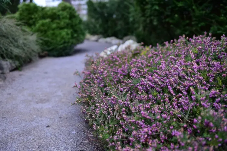 Die Pflanzen sind gute Bodendecker für Beete und Wegränder