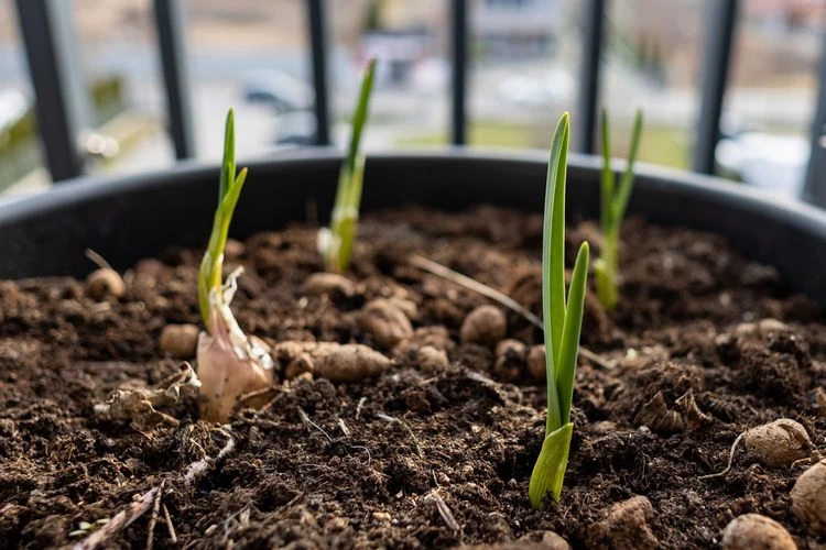 die richtige pflanzzeit für knoblauch in containern