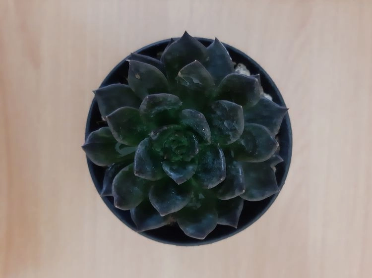 dunkle pflanzen echeverie 'black prince' (echeveria)