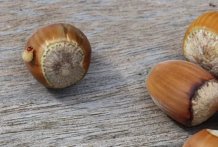 eichelrüsselkäfer larve (curculio glandium nucum)