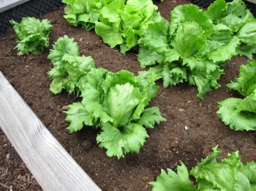 Eisbergsalat im Herbst anbauen