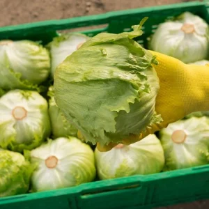 Eisbergsalat im Hochbeet pflanzen - so geht es!