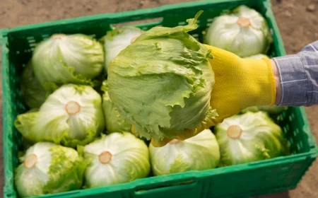 Eisbergsalat im Hochbeet pflanzen - so geht es!