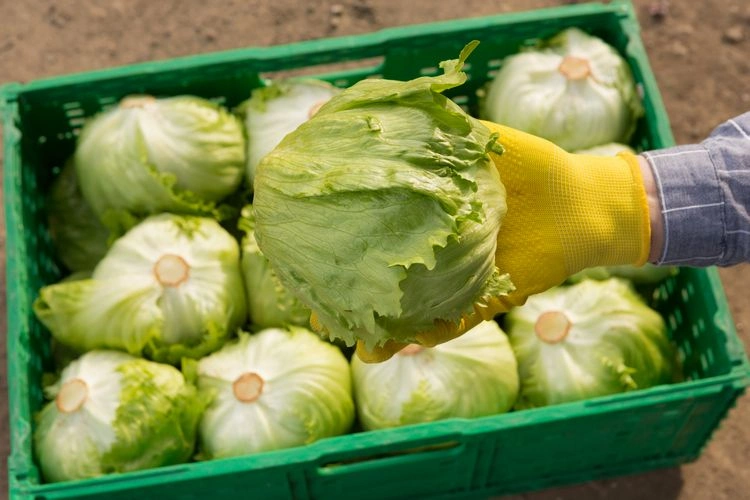 Eisbergsalat im Hochbeet pflanzen - so geht es!