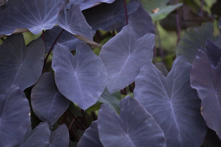 elefantenohr 'black magic' (colocasia esculenta)