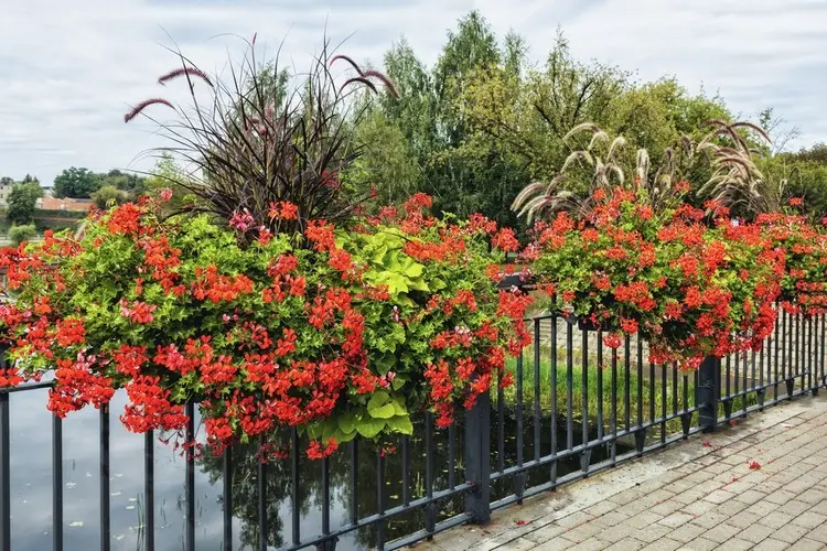 Federborstengras mit roten Geranien in Blumenkästen für das Geländer