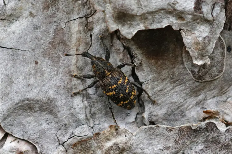 fichtenrüsselkäfer große braune rüsselkäfer (hylobius abietis)