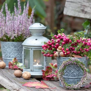 Gartenbank im Herbst dekorieren mit Beeren, Heidekraut und Laterne