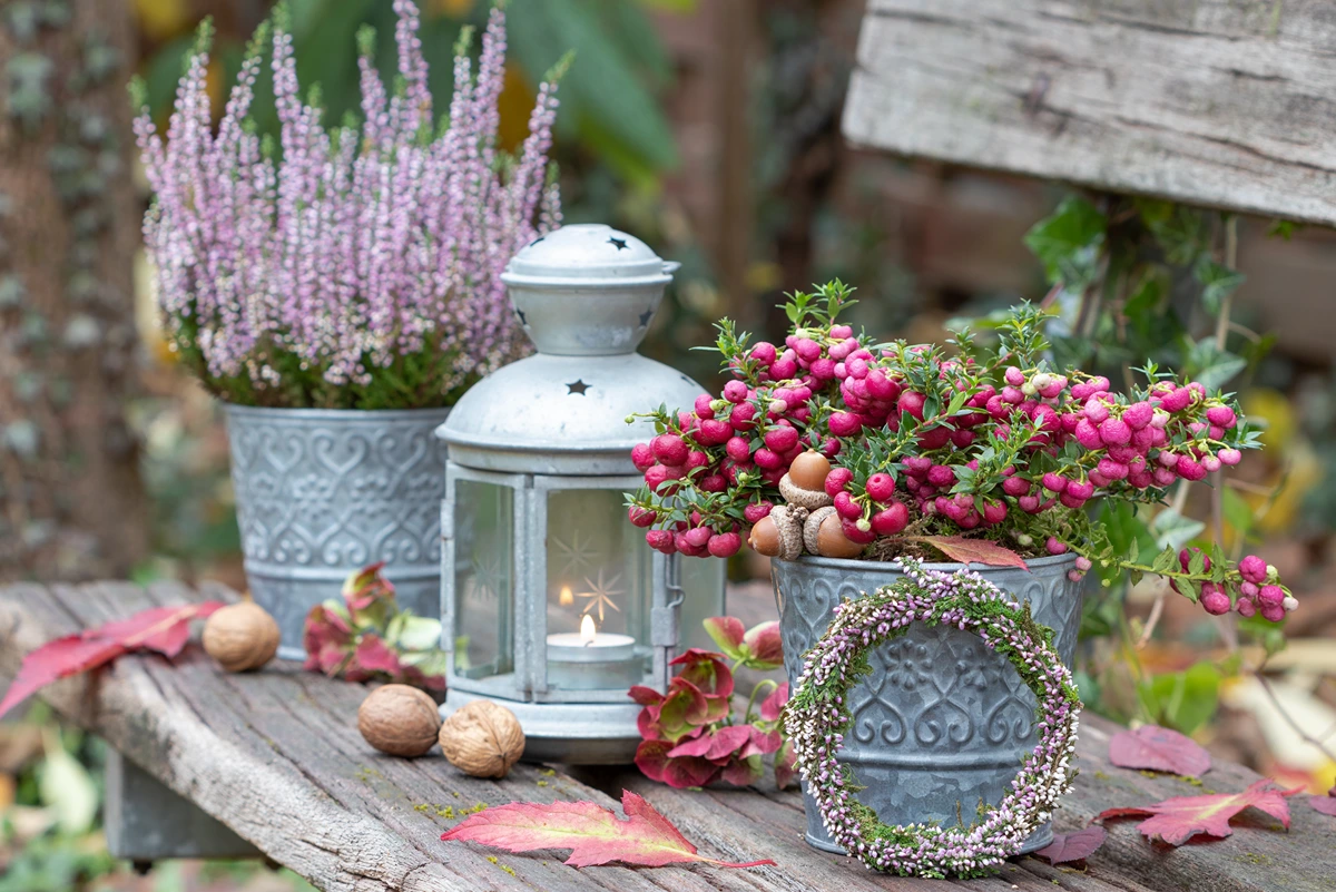 Gartenbank im Herbst dekorieren mit Beeren, Heidekraut und Laterne