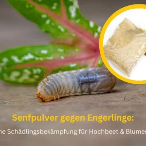 gießmittel mit senfpulver gegen engerlinge