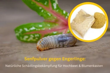 gießmittel mit senfpulver gegen engerlinge