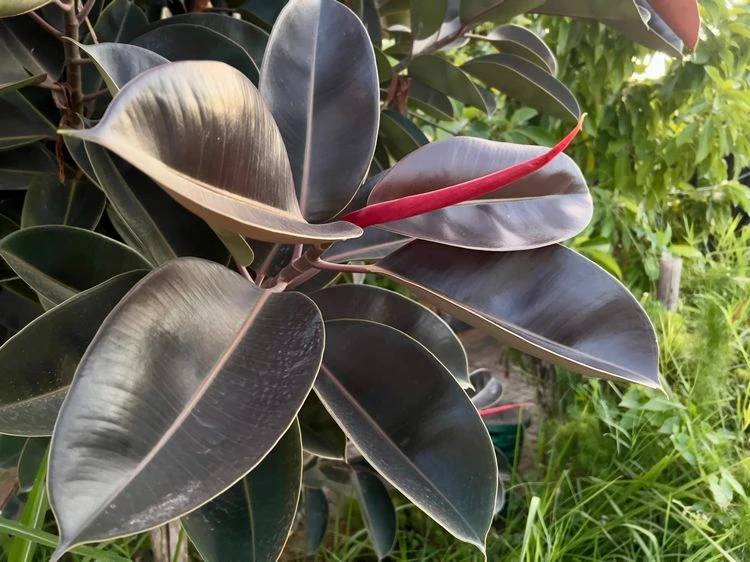 Gummibaum 'Burgundy' (Ficus elastica)