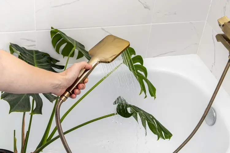 Haben Sie Schädlinge an der Monstera, duschen Sie die Pflanze sofort ab