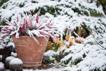 Heidekraut kombinieren im Winter mit Frühblüher, Stiefmütterchen oder Efeu