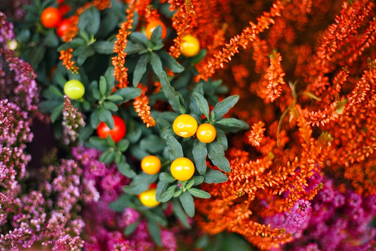 Heidekraut kombinieren mit Beerensträuchern für Textur und Farbe
