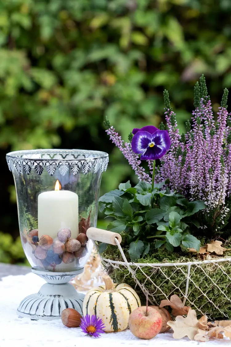 Heidekraut, violettes Stiefmütterchen und Moos in einem Drahtkorb