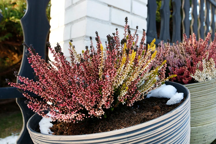 Heidepflanzen als Solitär oder mit anderen Blumen zusammenpflanzen