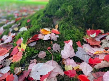 herbstblätter zum basteln sammeln