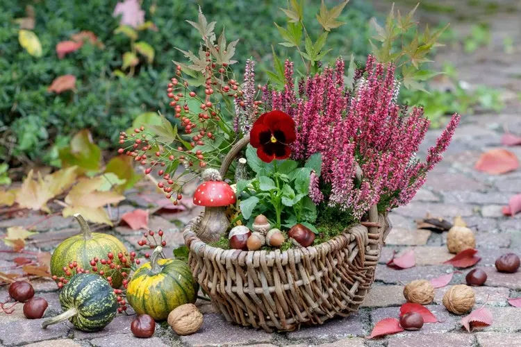 Herbstliche Bepflanzung eines Flechtkorbs mit Moos, Heidekraut und Stiefmütterchen und Kastanien als Deko