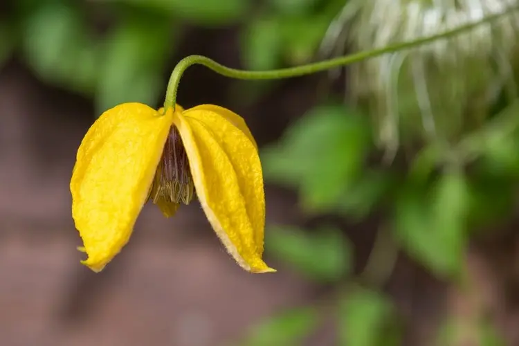 Im Herbst blühende Sorte der Clematis mit gelber Blüte