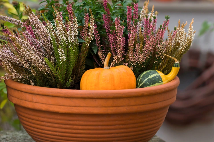 Im Kübel können Sie die Heidepflanzen mit Zierkürbissen kombinieren