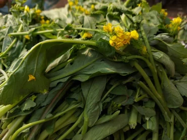 indischer senf (brassica juncea)