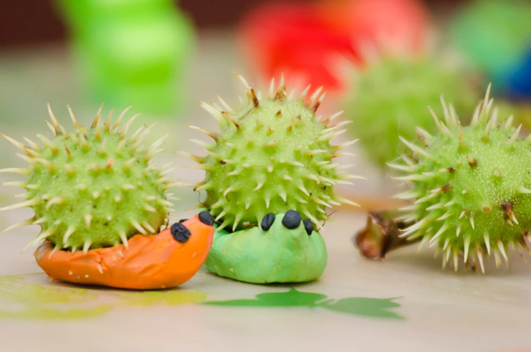 Kastanien mit stacheliger Schale für herbstliche Igel