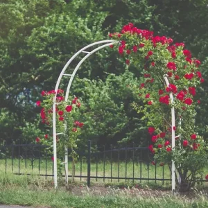 Kletterrosen schneiden für einen Rosenbogen - Neutriebe kürzen und am Bogen leiten