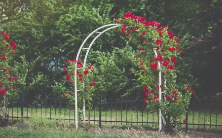 Kletterrosen schneiden für einen Rosenbogen - Neutriebe kürzen und am Bogen leiten