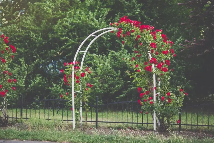 Kletterrosen schneiden für einen Rosenbogen - Neutriebe kürzen und am Bogen leiten