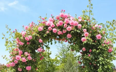 Kletterrosen schneiden für einen Rosenbogen - Tipps für Herbst, Frühling und Verjüngungsschnitt