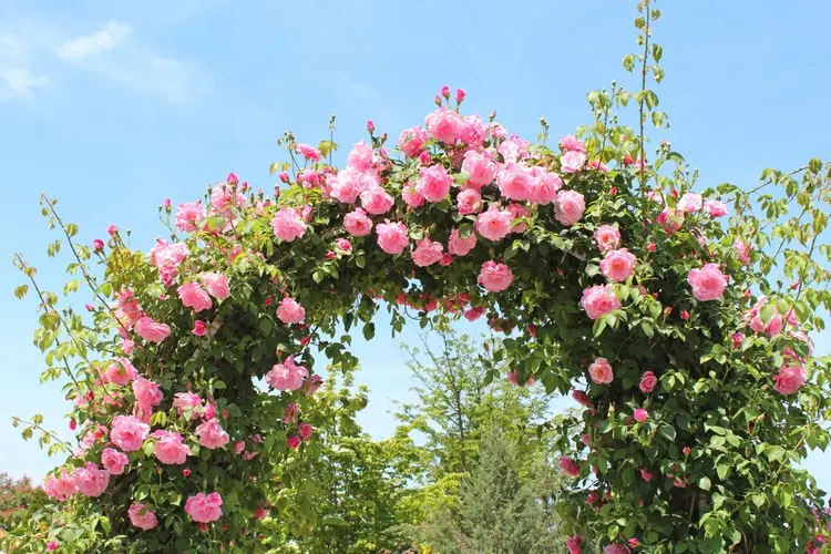 Kletterrosen schneiden für einen Rosenbogen - Tipps für Herbst, Frühling und Verjüngungsschnitt