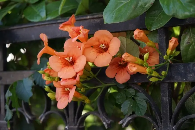 Klettertrompeten (Campsis radicans) sind im Herbst blühende Kletterpflanzen mit orangen Blüten