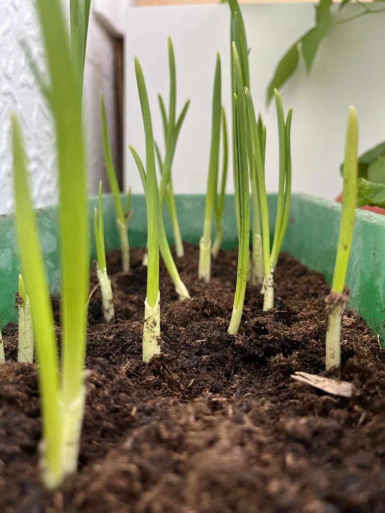 knoblauch im topf pflanzen so geht es!