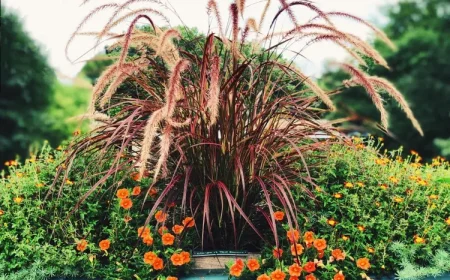 Lampenputzergras im Kübel kombinieren mit bunten Blumen oder Blattschmuckpflanzen