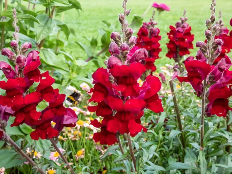 Löwenmäulchen (Antirrhinum)